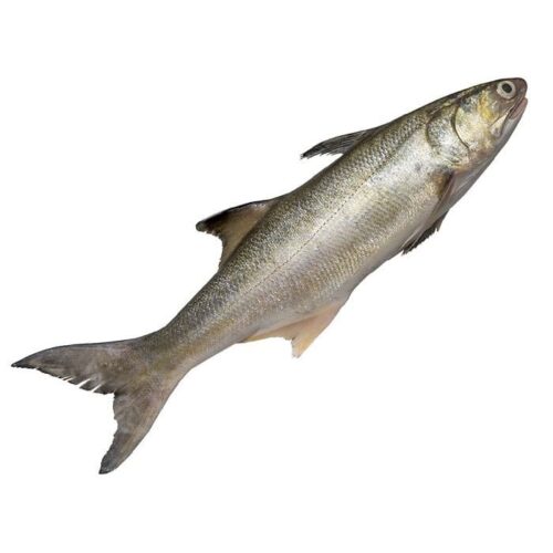 Fresh Rohu Fish Per KG
