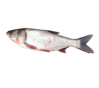 Fresh Silver Fish Per KG